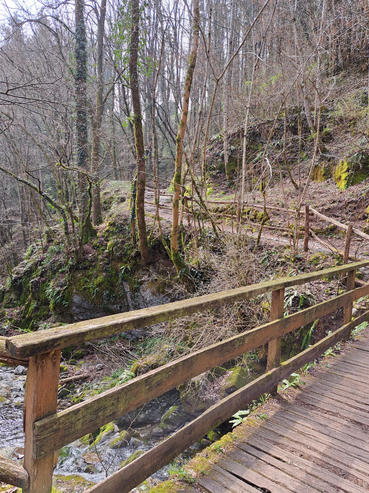 Panoramica del sentiero nel bosco con ruscello e salita